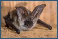 10 Crazy Facts About Bats