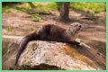10 Terrifying And Deadly Predators You've Never Heard Of