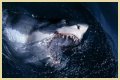 15 Animals Surprisingly More Deadly Than Sharks