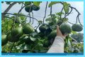 Bottom-heavy fruit