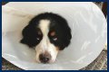 How Much Does It Cost to Neuter a Dog?