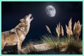 Howl at the moon