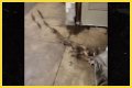 Rats Run Out From Under Homeless Person's Blanket on NYC Subway Platform