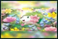 want shiny shaymin | Bulbagarden
