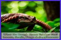 What Do Rough Green Snakes Eat?