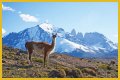 Wildlife in Patagonia: 20 Amazing Species